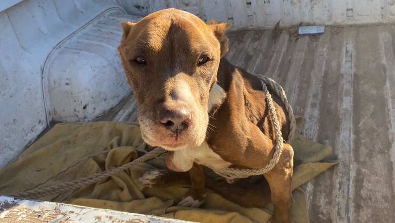 Una perra fue rescatada este viernes en Cipolletti, tras una denuncia por maltrato animal.