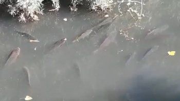 a que se debe el fenomeno de la carpa en el rio limay