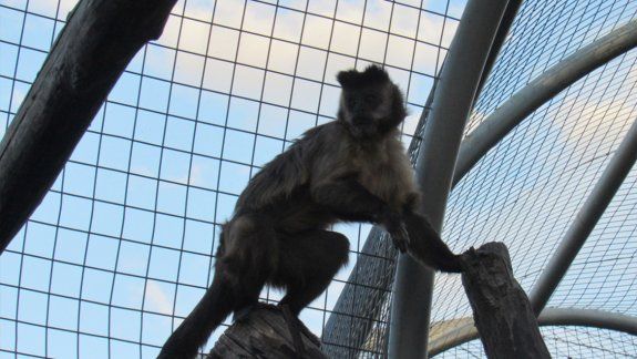 Familia viajó hasta Allen para entregar un monito que criaron desde pequeño