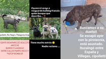 En redes sociales, son muchas las publicaciones referidas a perros perdidos.