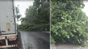 Video: peligro por la caída de un árbol en la Ruta 151 tras la tormenta | LMCipolletti.com Video: peligro por la caída de un árbol en la Ruta 151 tras la tormenta