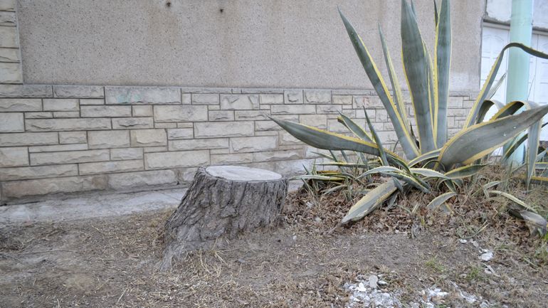 Cada frentista puede optar por comprar un nuevo ejemplar o adquirirlo en el Vivero Municipal.