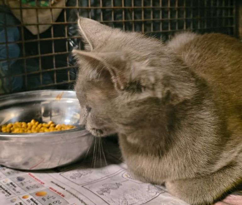 Duquesa, la bella gatita a la que le buscan un hogar.