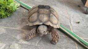 Polémica en Cipolletti por una tortuga perdida: por qué nadie quiere que se la devuelvan al dueño