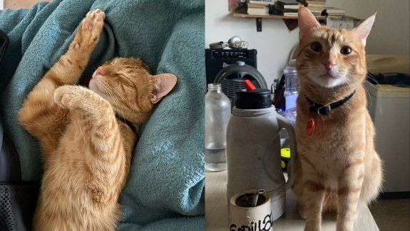 Cipoleño busca a su gato Colito y ofrece recompensa