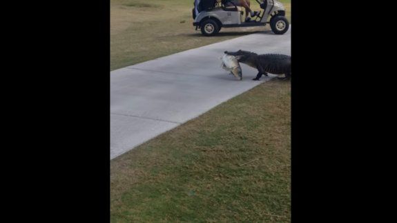 Un caimán cazó un pez y se paseó por un campo de golf
