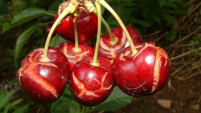 La industria de cerezas de Chile se encuentra frente a un enorme desafío; reestructurase en forma racional o dejar que lo haga, con crudeza, el mercado.