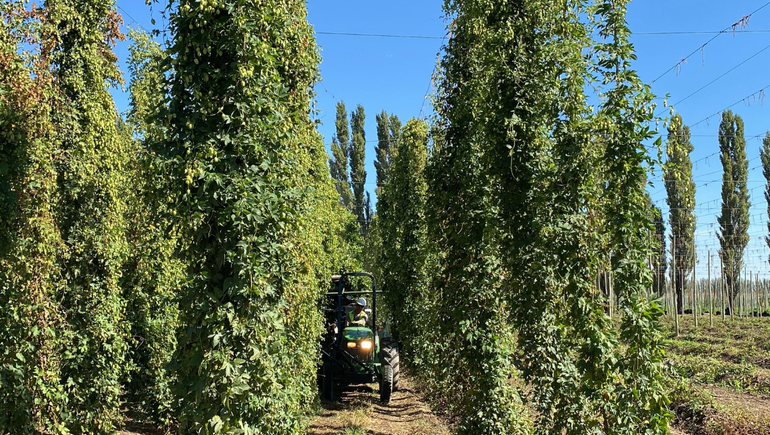 La chacra Fernández Oro produce lúpulo en 61 hectáreas.
