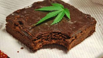 llevo brownies con marihuana a la escuela, les convido a sus companeros y se intoxicaron todos llevo brownies con marihuana a la escuela, les convido a sus companeros y se intoxicaron todos