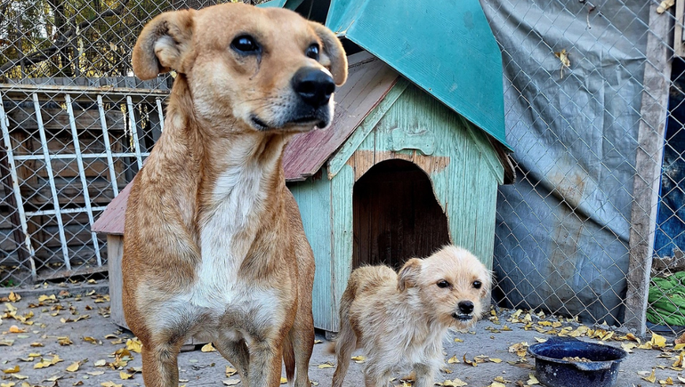 Los animales son rescatados por voluntarios, reciben atención veterinaria, alimento y se disponen para la adopción responsable.