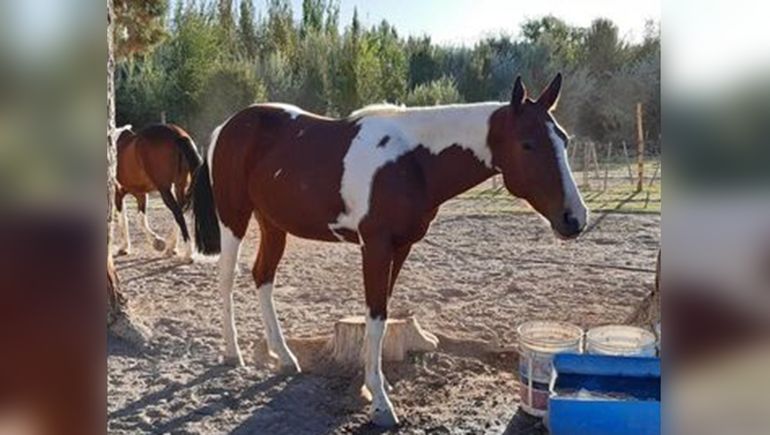 Le robaron su caballo y lo encontraron faenado a orillas de un canal