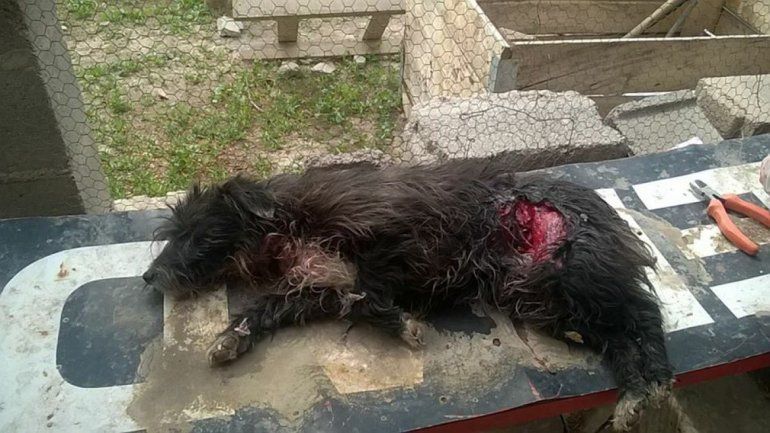 Chester estaba malherido