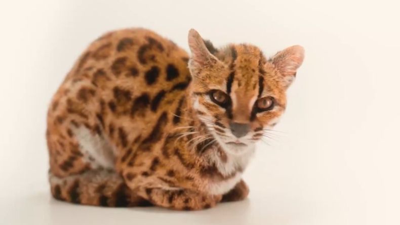 El ejemplar de la nueva especie de felino fue criado durante un año como un gato doméstico en una vivienda particular. | LMCipolletti.com El ejemplar de la nueva especie de felino fue criado durante un año como un gato doméstico en una vivienda particular.