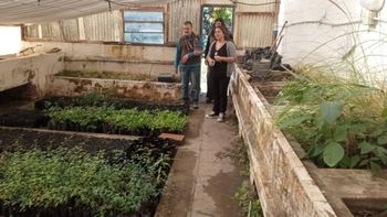 Plantas de lenga, clave para la restauración de bosques.