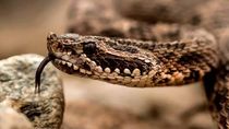 un hombre fue mordido por una serpiente en regina: que hacer y que no