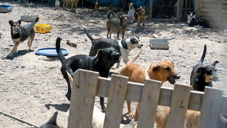 La Muni defendió su trabajo en la guardería canina
