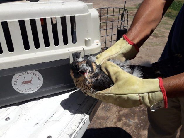 El halcón peregrino que rescataron se reunió con sus hermanos