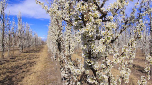 Para el Estado la fruticultura está en el olvido