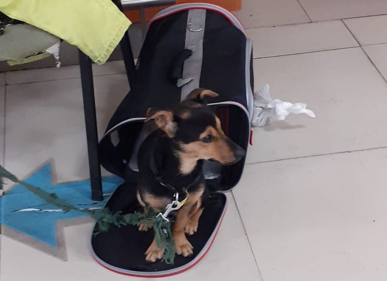 Coco, el perro europeo que quedó retenido en Ezeiza por falta de vacunas