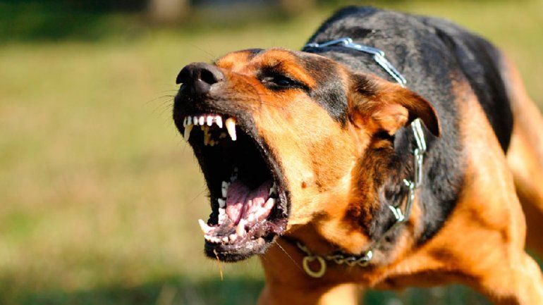 Dos perros atacaron brutalmente a una mujer: el dueño huyó y la dejó abandonada