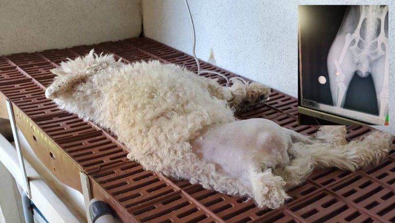 Indignante: dejó a su perro en una guardería y se lo entregaron quebrado