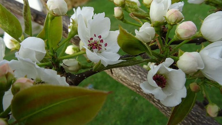 Heladas: las mínimas no afectaron a las flores y frutos