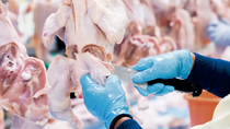 el pollo lidera el consumo de carnes en argentina