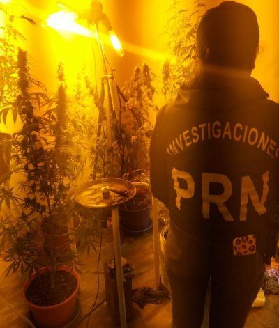 Secuestran plantas de marihuana en allanamientos