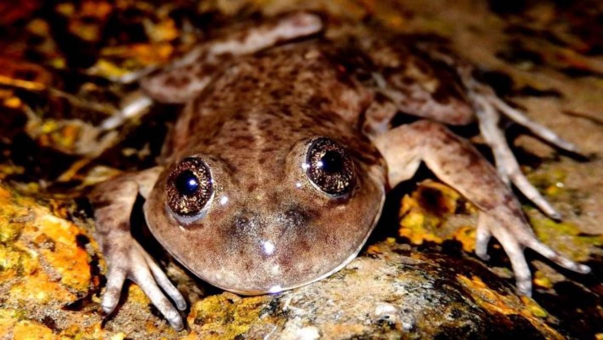 La Ranita del Valcheta (Pleurodema somuncurense), en peligro crítico de extinción.