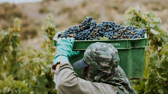 Los vinos argentinos generan más empleo y dólares que la soja