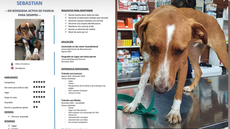 Le hicieron un CV a un perro que busca una familia para siempre