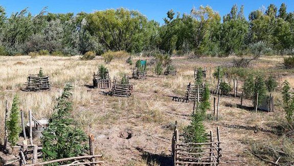 Hallaron una chacra llena de plantas de marihuana