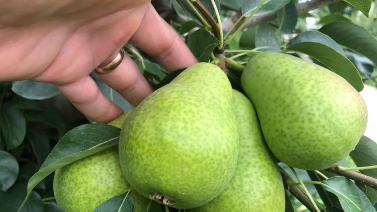 El 9 de enero será el momento de la cosecha de la pera Williams.