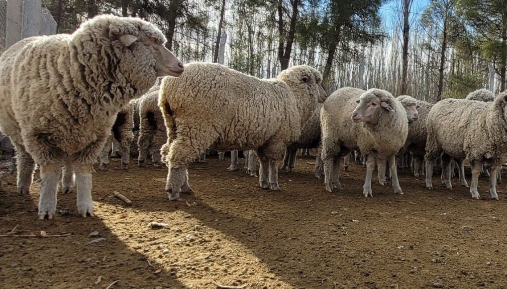 Los tres carneros desaparecieron durante el fin de semana de la Facultad de Ciencias Agrarias de la Unco.&nbsp;