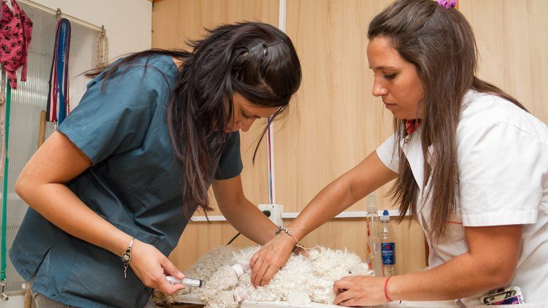 La dirección de Zoonosis ya castró a 2820 mascotas