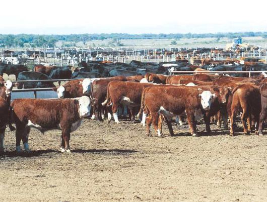 Preocupa a productores el robo de ganado en la zona de Valle Medio