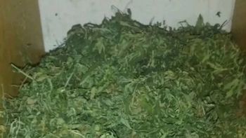 denuncio el robo de su moto, pero le allanaron su casa y encontraron marihuana denuncio el robo de su moto, pero le allanaron su casa y encontraron marihuana