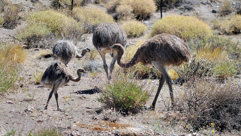 Los Choique, son animales silvestres y parte de la fauna autóctona de la región, protegidos por ley.