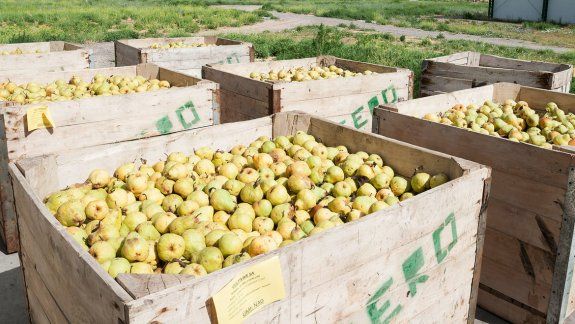 Buscarán impulsar un esquema especial para los productores&nbsp;