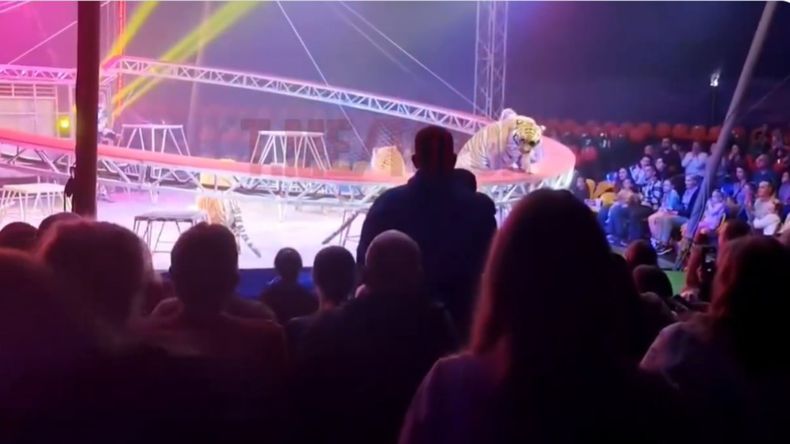 El hecho tuvo lugar en el circo de la dinastía Dovgaluk, en Rusia.