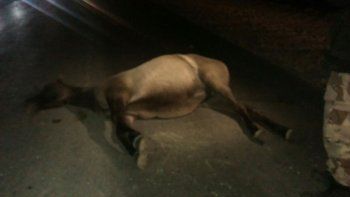 un colectivo choco y mato a dos caballos sobre ruta nacional 22