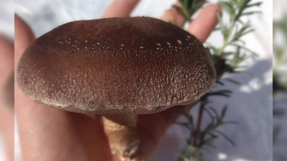 Una pyme del Alto Valle hace escuela en todo el país