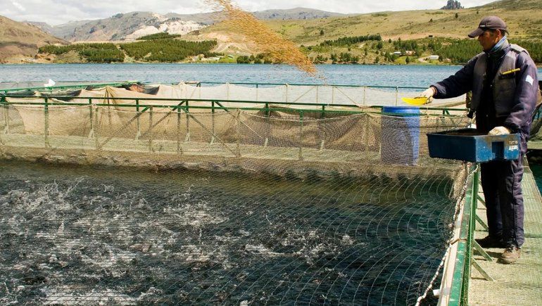 Descartan presencia de enfermedades en salmónidos de Río Negro y Neuquén