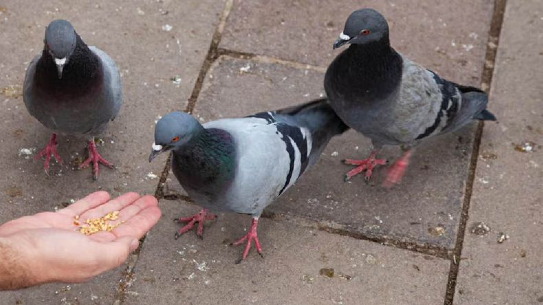 La proliferación de palomas son un problema en varias ciudades del mundo.