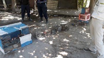 capturaron aves silvestres y las escondieron en una chacra capturaron aves silvestres y las escondieron en una chacra