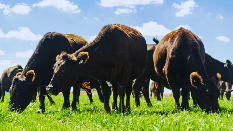 Cambiando los índices de extracción, porcentaje de preñez, destetes, nivel de marcación, etc., Argentina podría duplicar su producción de carne.