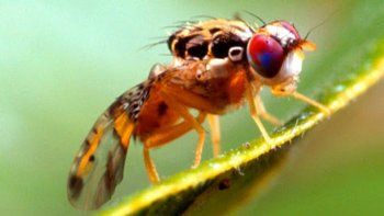 mosca del mediterraneo en cipolletti: ¿es peligrosa para la gente?
