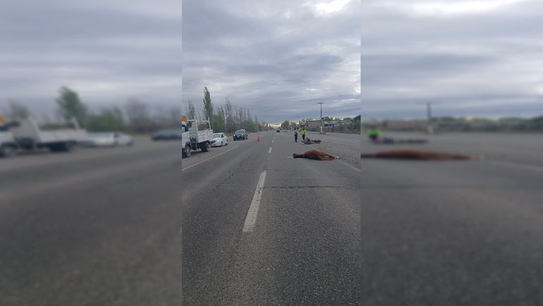 Una motociclista chocó contra un caballo en la Ruta 22.