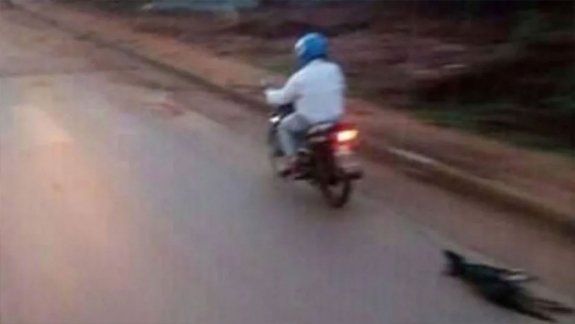 Crueldad: ató a un perro a la moto y lo arrastró hasta matarlo