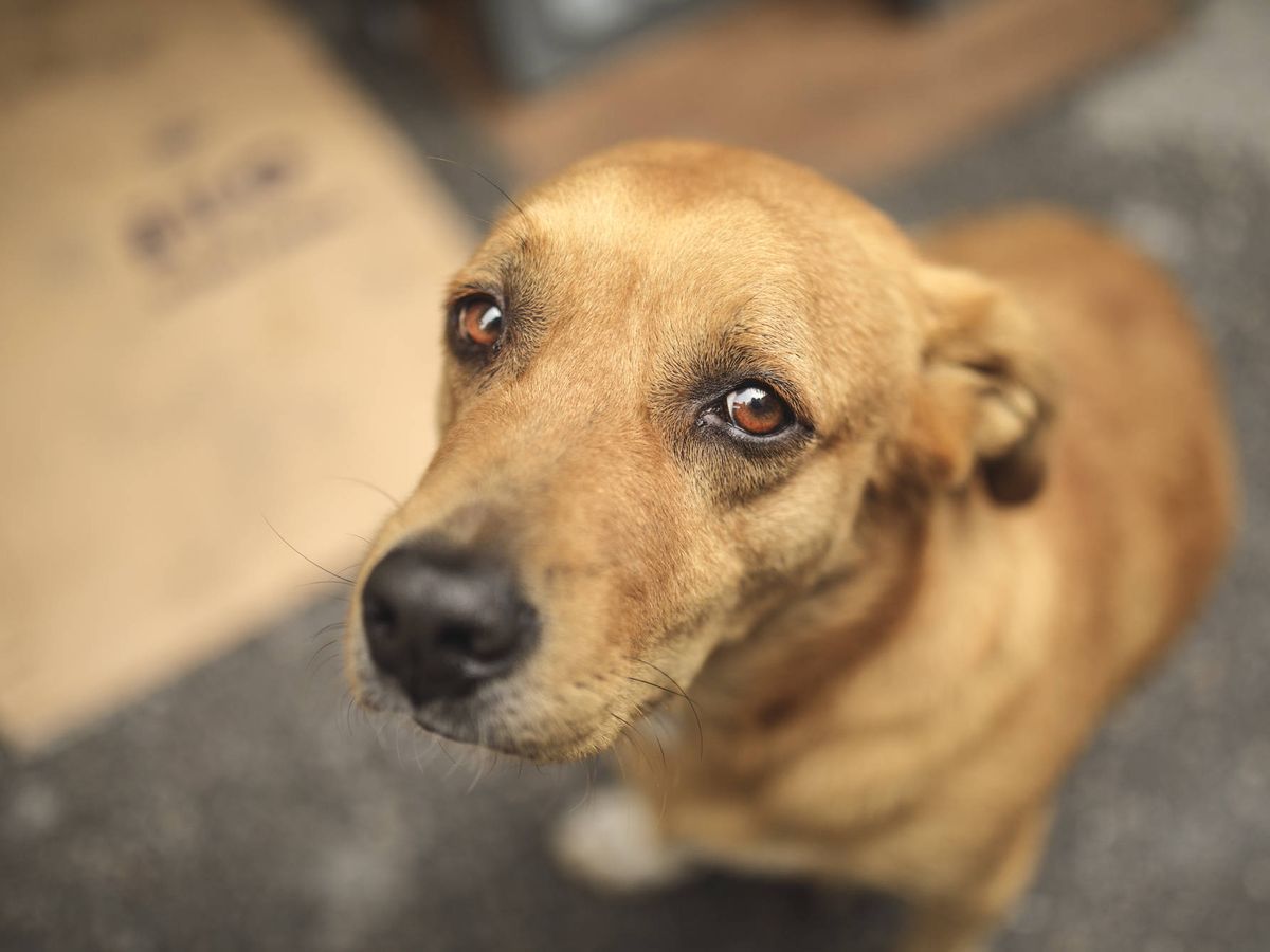 Encadenados, al rayo del sol y enfermos, encontraron a seis perros en una ciudad del Alto Valle.&nbsp;